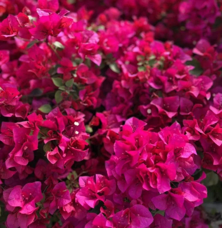 Set of 2 Juanita Hatten Bougainvillea Starter Plants - 4-10" Tall - Live Tropical Vine for Outdoor Set of 2 Juanita Hatten Bougainvillea Starter Plants - 4-10" Tall - Live Tropical Vine for Outdoor - Image 2