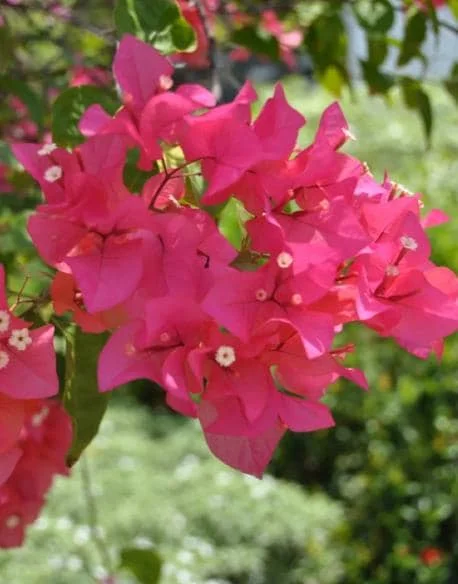 Set of 2 Juanita Hatten Bougainvillea Starter Plants - 4-10" Tall - Live Tropical Vine for Outdoor Set of 2 Juanita Hatten Bougainvillea Starter Plants - 4-10" Tall - Live Tropical Vine for Outdoor - Image 3