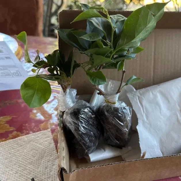 Set of 2 Juanita Hatten Bougainvillea Starter Plants - 4-10" Tall - Live Tropical Vine for Outdoor Set of 2 Juanita Hatten Bougainvillea Starter Plants - 4-10" Tall - Live Tropical Vine for Outdoor - Image 5