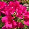Set of 2 Juanita Hatten Bougainvillea Starter Plants - 4-10" Tall - Live Tropical Vine for Outdoor - Image 1