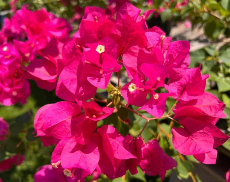 Set of 2 Juanita Hatten Bougainvillea Starter Plants - 4-10" Tall - Live Tropical Vine for Outdoor Set of 2 Juanita Hatten Bougainvillea Starter Plants - 4-10" Tall - Live Tropical Vine for Outdoor - Image 1