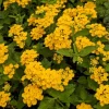 Set of 2 Lantana Chapel Hill Gold Live Plants – 4-6" Tall – Flowering Plant for Gardens Set of 2 Lantana Chapel Hill Gold Live Plants – 4-6" Tall – Flowering Plant for Gardens - Image 1