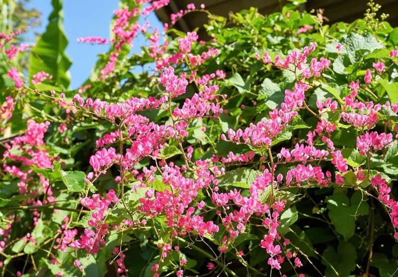 Set of 2 Mexican Creeper Live Plants - 4-6" Tall Antigonon leptopus Flowering Vine Set of 2 Mexican Creeper Live Plants - 4-6" Tall Antigonon leptopus Flowering Vine - Image 2