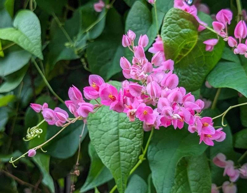 Set of 2 Mexican Creeper Live Plants - 4-6" Tall Antigonon leptopus Flowering Vine Set of 2 Mexican Creeper Live Plants - 4-6" Tall Antigonon leptopus Flowering Vine - Image 3