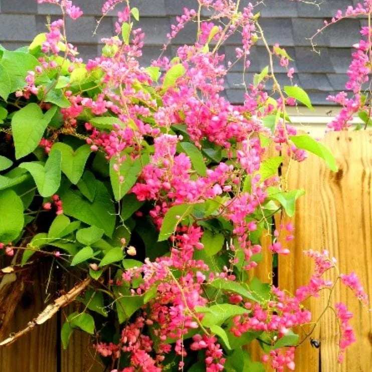Set of 2 Mexican Creeper Live Plants - 4-6" Tall Antigonon leptopus Flowering Vine Set of 2 Mexican Creeper Live Plants - 4-6" Tall Antigonon leptopus Flowering Vine - Image 4