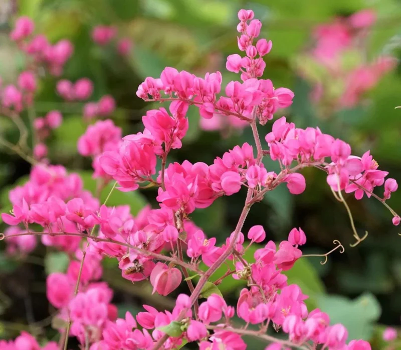 Set of 2 Mexican Creeper Live Plants - 4-6" Tall Antigonon leptopus Flowering Vine Set of 2 Mexican Creeper Live Plants - 4-6" Tall Antigonon leptopus Flowering Vine - Image 5