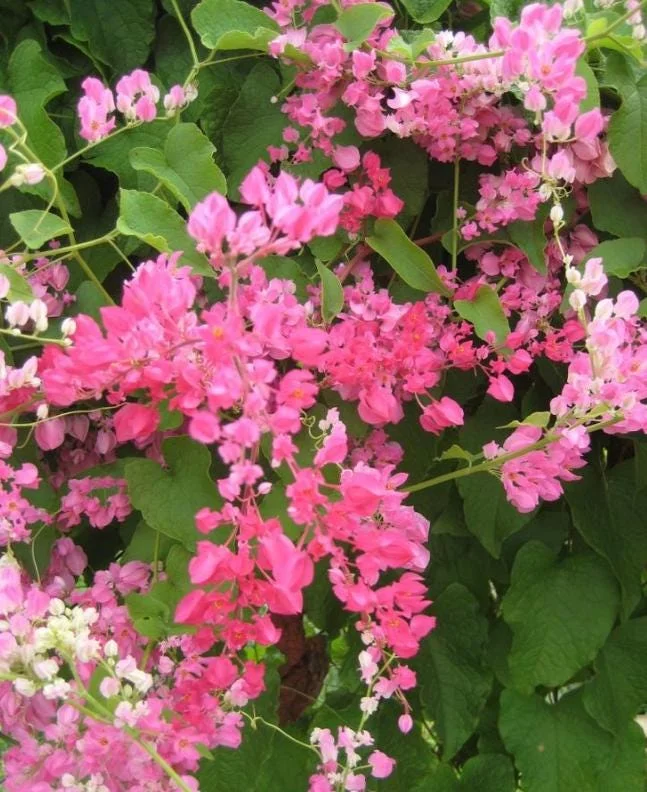 Set of 2 Mexican Creeper Live Plants - 4-6" Tall Antigonon leptopus Flowering Vine Set of 2 Mexican Creeper Live Plants - 4-6" Tall Antigonon leptopus Flowering Vine - Image 6