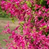 Set of 2 Mexican Creeper Live Plants - 4-6" Tall Antigonon leptopus Flowering Vine Set of 2 Mexican Creeper Live Plants - 4-6" Tall Antigonon leptopus Flowering Vine - Image 1