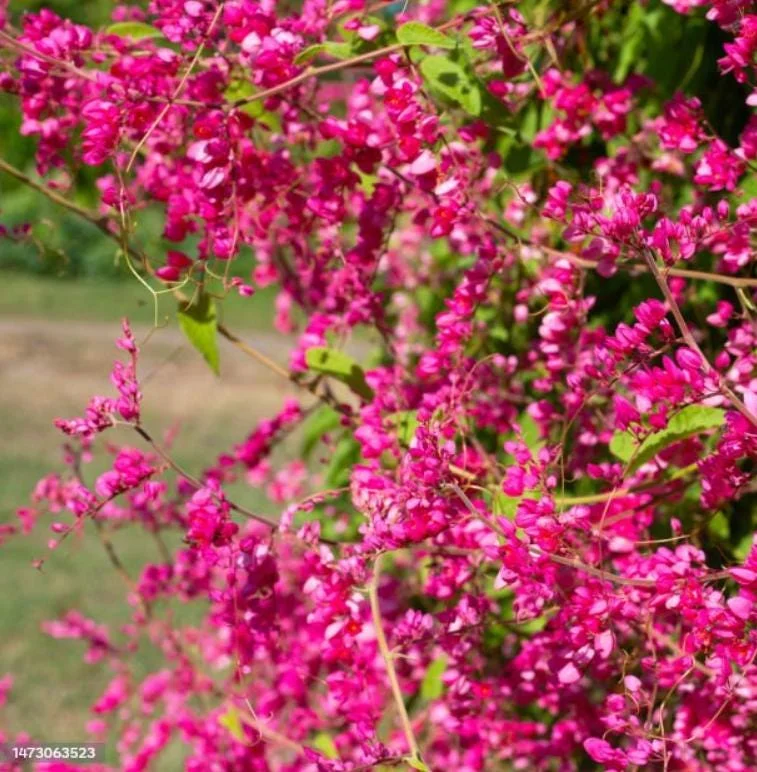 Set of 2 Mexican Creeper Live Plants - 4-6" Tall Antigonon leptopus Flowering Vine Set of 2 Mexican Creeper Live Plants - 4-6" Tall Antigonon leptopus Flowering Vine - Image 1