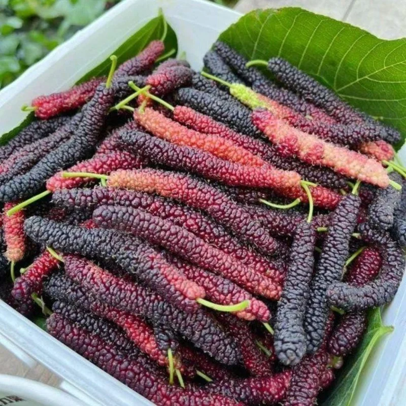 Set of 2 Mulberry Live Plants 6-8 Inches Tall - Sweet Fruit Tree for Outdoor Garden - Image 2