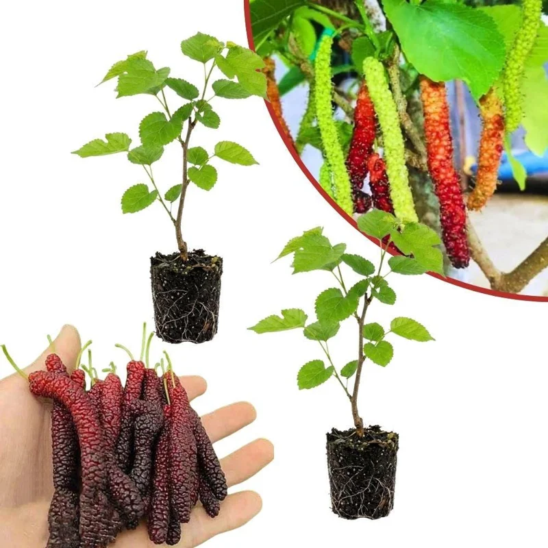 Set of 2 Mulberry Live Plants 6-8 Inches Tall - Sweet Fruit Tree for Outdoor Garden - Image 1
