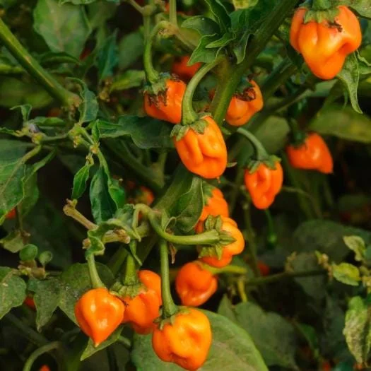 Set of 2 Orange Habanero Pepper Live Plants - Hot Chili Vegetable for Outdoor Garden, 4-6 Inch Tall Set of 2 Orange Habanero Pepper Live Plants - Hot Chili Vegetable for Outdoor Garden, 4-6 Inch Tall - Image 2