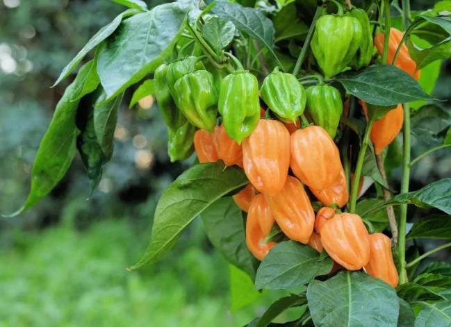Set of 2 Orange Habanero Pepper Live Plants - Hot Chili Vegetable for Outdoor Garden, 4-6 Inch Tall Set of 2 Orange Habanero Pepper Live Plants - Hot Chili Vegetable for Outdoor Garden, 4-6 Inch Tall - Image 3
