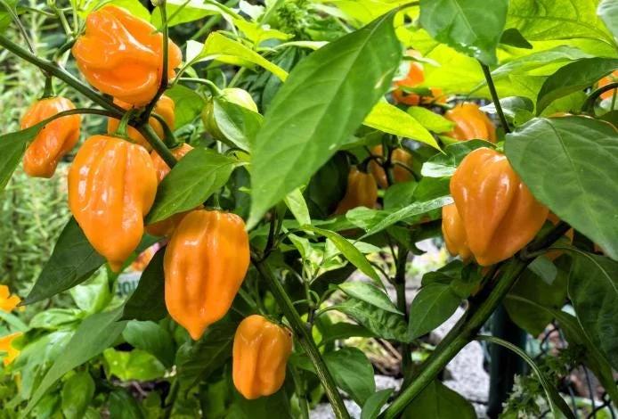 Set of 2 Orange Habanero Pepper Live Plants - Hot Chili Vegetable for Outdoor Garden, 4-6 Inch Tall Set of 2 Orange Habanero Pepper Live Plants - Hot Chili Vegetable for Outdoor Garden, 4-6 Inch Tall - Image 4