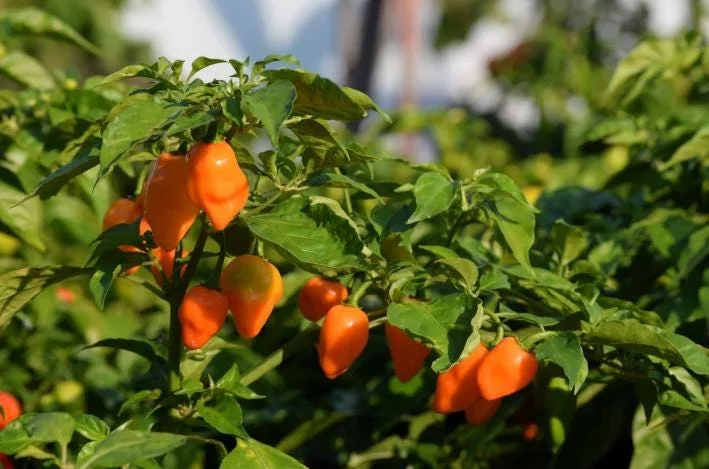 Set of 2 Orange Habanero Pepper Live Plants - Hot Chili Vegetable for Outdoor Garden, 4-6 Inch Tall Set of 2 Orange Habanero Pepper Live Plants - Hot Chili Vegetable for Outdoor Garden, 4-6 Inch Tall - Image 5