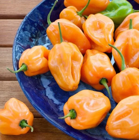 Set of 2 Orange Habanero Pepper Live Plants - Hot Chili Vegetable for Outdoor Garden, 4-6 Inch Tall Set of 2 Orange Habanero Pepper Live Plants - Hot Chili Vegetable for Outdoor Garden, 4-6 Inch Tall - Image 6