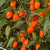 Set of 2 Orange Habanero Pepper Live Plants - Hot Chili Vegetable for Outdoor Garden, 4-6 Inch Tall Set of 2 Orange Habanero Pepper Live Plants - Hot Chili Vegetable for Outdoor Garden, 4-6 Inch Tall - Image 1