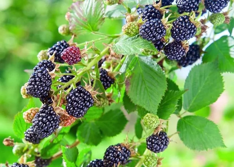 Set of 2 Osage Thornless Blackberry Live Plants - 4-10" Tall - Sweet Fruit Set of 2 Osage Thornless Blackberry Live Plants - 4-10" Tall - Sweet Fruit - Image 2