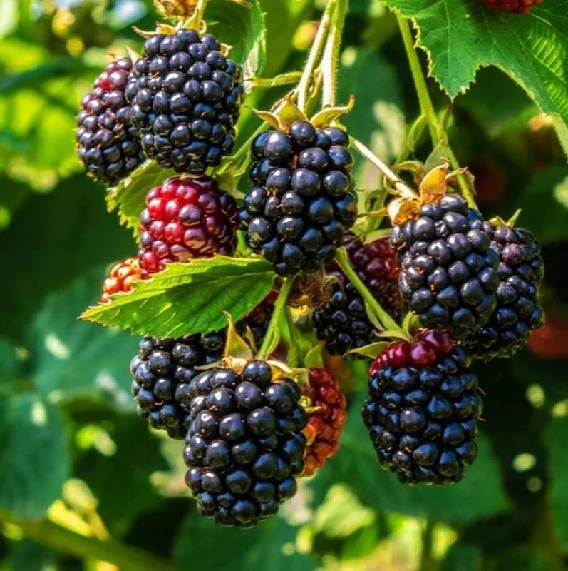 Set of 2 Osage Thornless Blackberry Live Plants - 4-10" Tall - Sweet Fruit Set of 2 Osage Thornless Blackberry Live Plants - 4-10" Tall - Sweet Fruit - Image 3