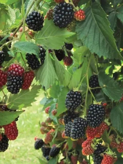 Set of 2 Osage Thornless Blackberry Live Plants - 4-10" Tall - Sweet Fruit Set of 2 Osage Thornless Blackberry Live Plants - 4-10" Tall - Sweet Fruit - Image 4