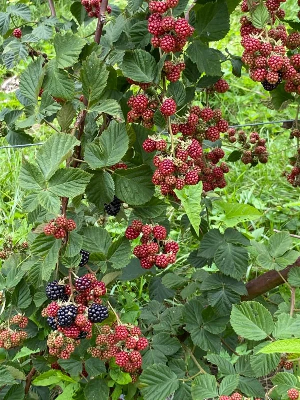 Set of 2 Osage Thornless Blackberry Live Plants - 4-10" Tall - Sweet Fruit Set of 2 Osage Thornless Blackberry Live Plants - 4-10" Tall - Sweet Fruit - Image 6