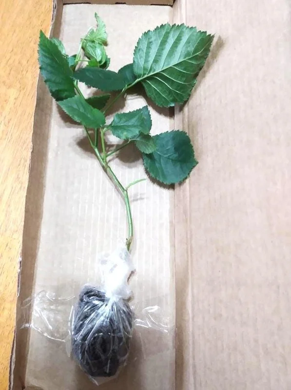 Set of 2 Osage Thornless Blackberry Live Plants - 4-10" Tall - Sweet Fruit Set of 2 Osage Thornless Blackberry Live Plants - 4-10" Tall - Sweet Fruit - Image 8