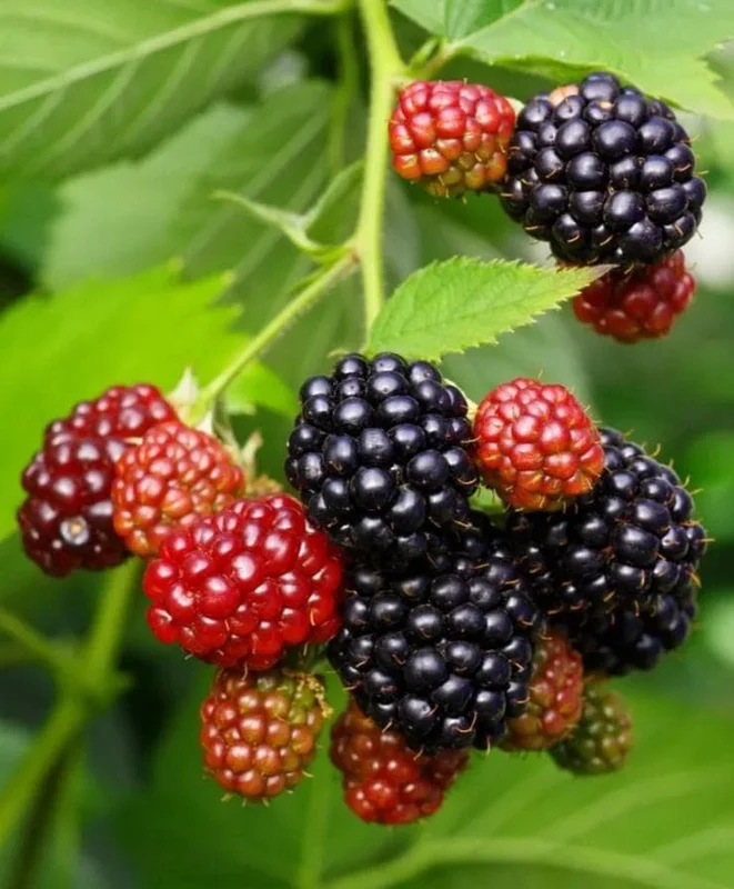Set of 2 Osage Thornless Blackberry Live Plants - 4-10" Tall - Sweet Fruit Set of 2 Osage Thornless Blackberry Live Plants - 4-10" Tall - Sweet Fruit - Image 1