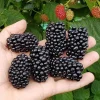 Set of 2 Ouachita Thornless Blackberry Live Plants 4-10" Tall - Sweet Fruit - Image 1