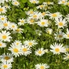 Set of 2 Ox Eye Daisy Starter Plants - 1-4 inch Tall Leucanthemum vulgare - Classic White Perennial Live Plant Outdoor - Image 1