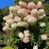 Set of 2 Peegee Hydrangea Bare Root Plants - 6-12 Inch Tall, Outdoor Shrub Set of 2 Peegee Hydrangea Bare Root Plants - 6-12 Inch Tall, Outdoor Shrub - Image 1