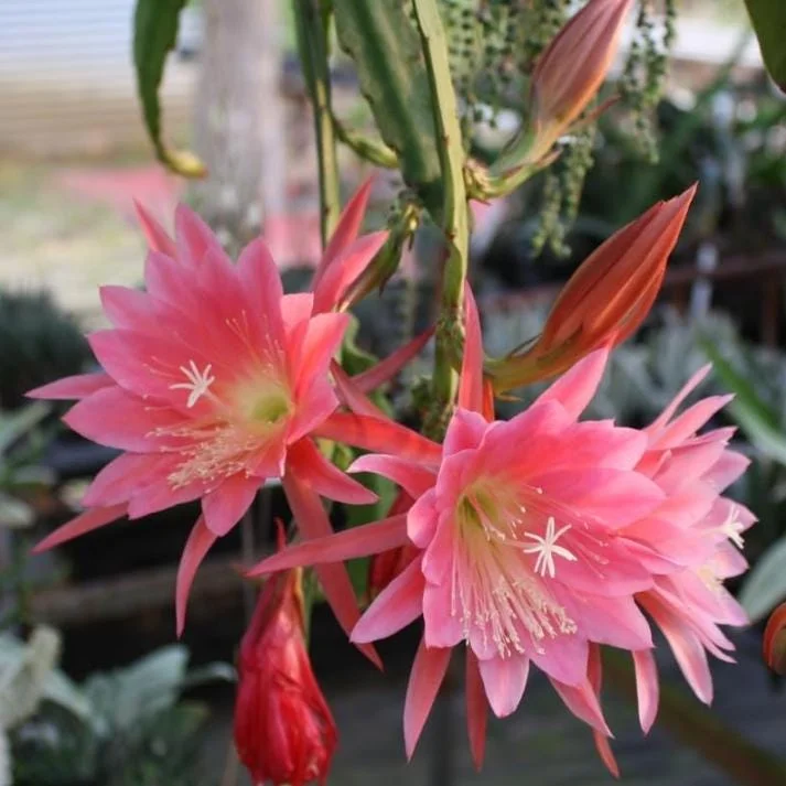 Set of 2 Pink Epiphyllum Orchid Cactus Live Plant – 4 Inch Pot – Indoor/Outdoor Set of 2 Pink Epiphyllum Orchid Cactus Live Plant – 4 Inch Pot – Indoor/Outdoor - Image 2