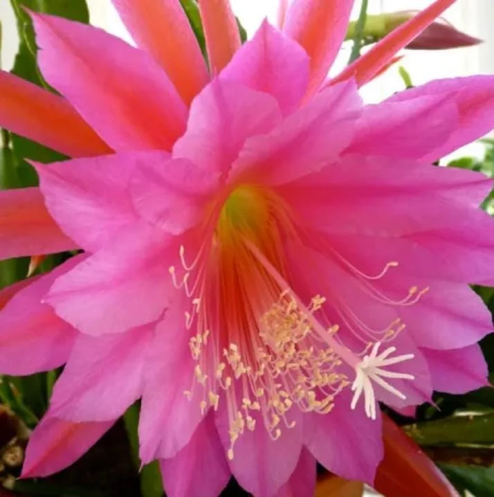 Set of 2 Pink Epiphyllum Orchid Cactus Live Plant – 4 Inch Pot – Indoor/Outdoor Set of 2 Pink Epiphyllum Orchid Cactus Live Plant – 4 Inch Pot – Indoor/Outdoor - Image 3
