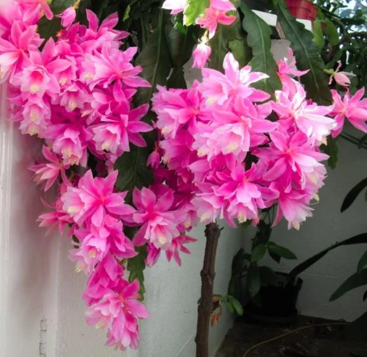 Set of 2 Pink Epiphyllum Orchid Cactus Live Plant – 4 Inch Pot – Indoor/Outdoor Set of 2 Pink Epiphyllum Orchid Cactus Live Plant – 4 Inch Pot – Indoor/Outdoor - Image 4