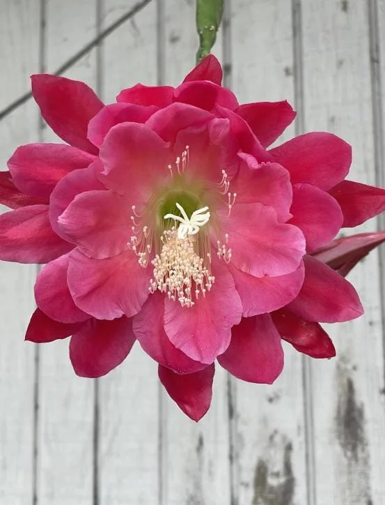 Set of 2 Pink Epiphyllum Orchid Cactus Live Plant – 4 Inch Pot – Indoor/Outdoor Set of 2 Pink Epiphyllum Orchid Cactus Live Plant – 4 Inch Pot – Indoor/Outdoor - Image 5
