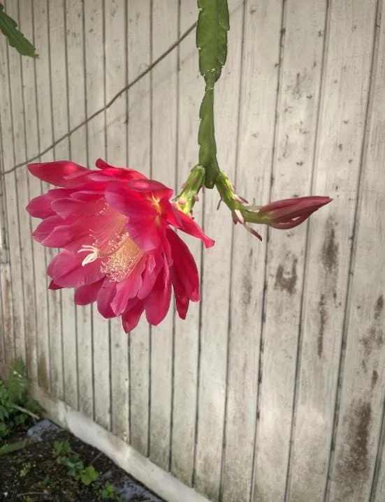 Set of 2 Pink Epiphyllum Orchid Cactus Live Plant – 4 Inch Pot – Indoor/Outdoor Set of 2 Pink Epiphyllum Orchid Cactus Live Plant – 4 Inch Pot – Indoor/Outdoor - Image 6