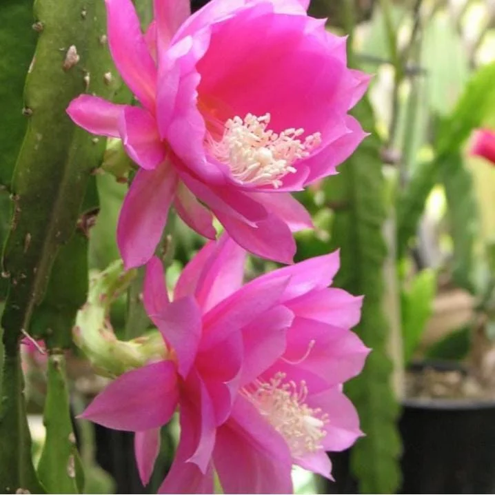 Set of 2 Pink Epiphyllum Orchid Cactus Live Plant – 4 Inch Pot – Indoor/Outdoor Set of 2 Pink Epiphyllum Orchid Cactus Live Plant – 4 Inch Pot – Indoor/Outdoor - Image 7