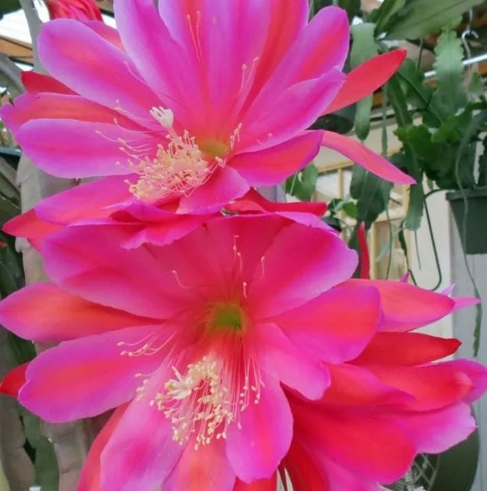 Set of 2 Pink Epiphyllum Orchid Cactus Live Plant – 4 Inch Pot – Indoor/Outdoor Set of 2 Pink Epiphyllum Orchid Cactus Live Plant – 4 Inch Pot – Indoor/Outdoor - Image 8