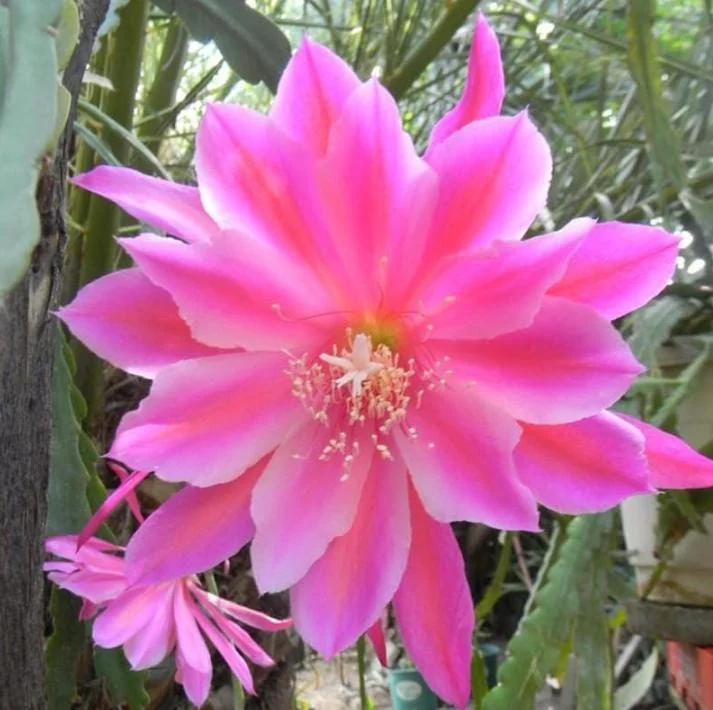 Set of 2 Pink Epiphyllum Orchid Cactus Live Plant – 4 Inch Pot – Indoor/Outdoor Set of 2 Pink Epiphyllum Orchid Cactus Live Plant – 4 Inch Pot – Indoor/Outdoor - Image 9