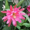 Set of 2 Pink Epiphyllum Orchid Cactus Live Plant – 4 Inch Pot – Indoor/Outdoor Set of 2 Pink Epiphyllum Orchid Cactus Live Plant – 4 Inch Pot – Indoor/Outdoor - Image 1