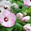 Set of 2 Pink Hibiscus Live Plants, 5-7" Tall, Dwarf Luna Variety, Indoor/Outdoor Bush - Image 1