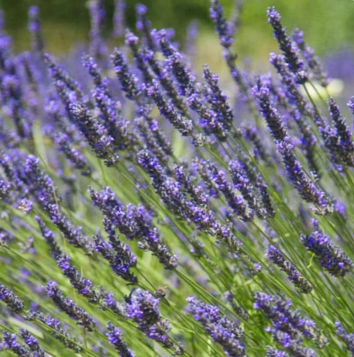 Set of 2 Provence Lavender Live Plants - 4-6" Tall - Fragrant Perennial Herb for Outdoor Gardening Set of 2 Provence Lavender Live Plants - 4-6" Tall - Fragrant Perennial Herb for Outdoor Gardening - Image 2