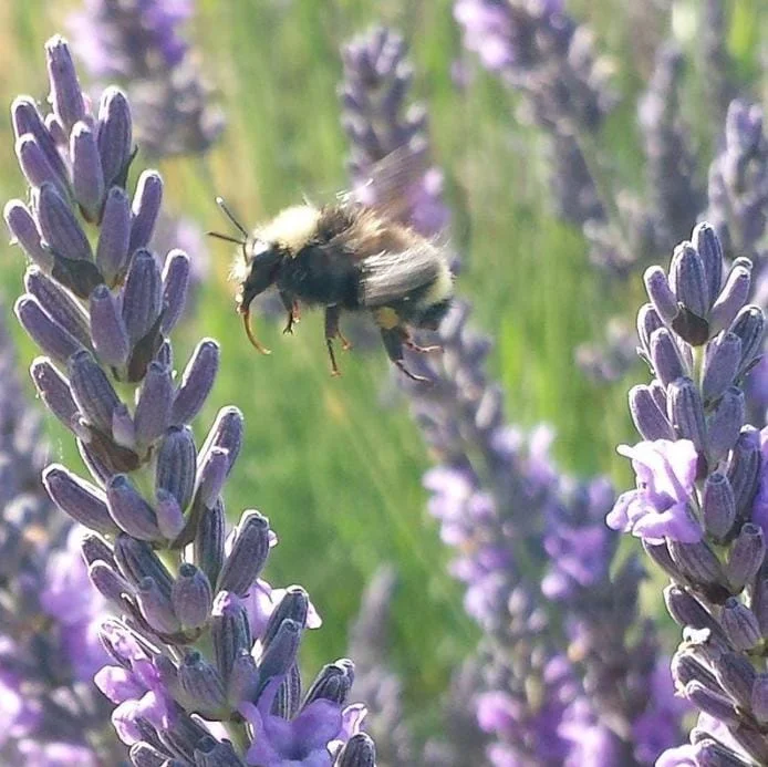 Set of 2 Provence Lavender Live Plants - 4-6" Tall - Fragrant Perennial Herb for Outdoor Gardening Set of 2 Provence Lavender Live Plants - 4-6" Tall - Fragrant Perennial Herb for Outdoor Gardening - Image 3