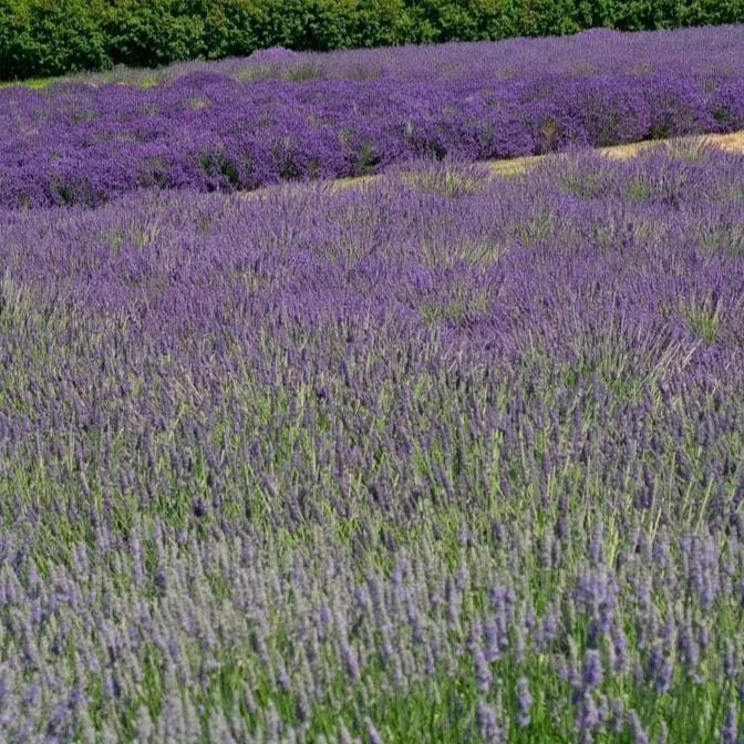 Set of 2 Provence Lavender Live Plants - 4-6" Tall - Fragrant Perennial Herb for Outdoor Gardening Set of 2 Provence Lavender Live Plants - 4-6" Tall - Fragrant Perennial Herb for Outdoor Gardening - Image 4