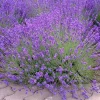Set of 2 Provence Lavender Live Plants - 4-6" Tall - Fragrant Perennial Herb for Outdoor Gardening Set of 2 Provence Lavender Live Plants - 4-6" Tall - Fragrant Perennial Herb for Outdoor Gardening - Image 1
