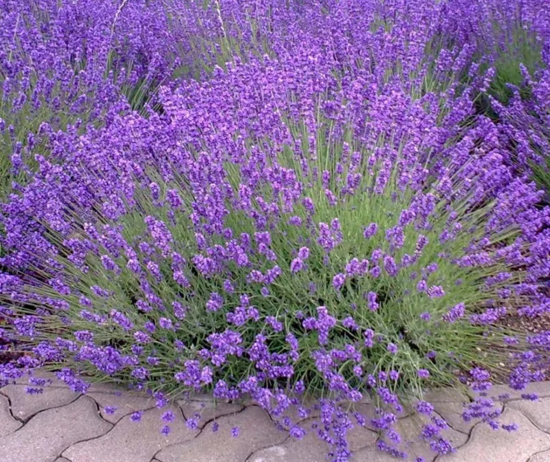Set of 2 Provence Lavender Live Plants - 4-6" Tall - Fragrant Perennial Herb for Outdoor Gardening Set of 2 Provence Lavender Live Plants - 4-6" Tall - Fragrant Perennial Herb for Outdoor Gardening - Image 1