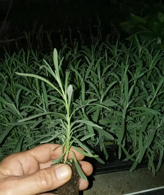 Set of 2 Provence Lavender Live Plants - 4-6" Tall - Fragrant Perennial Herb for Outdoor Gardening Set of 2 Provence Lavender Live Plants - 4-6" Tall - Fragrant Perennial Herb for Outdoor Gardening - Image 5