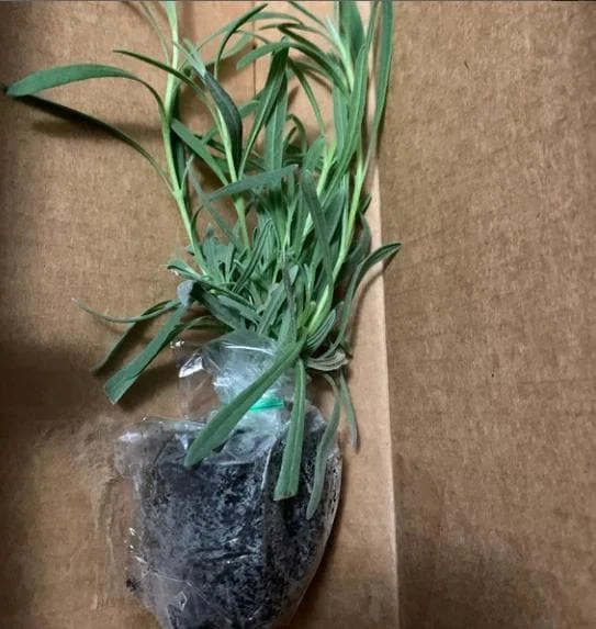 Set of 2 Provence Lavender Live Plants - 4-6" Tall - Fragrant Perennial Herb for Outdoor Gardening Set of 2 Provence Lavender Live Plants - 4-6" Tall - Fragrant Perennial Herb for Outdoor Gardening - Image 6