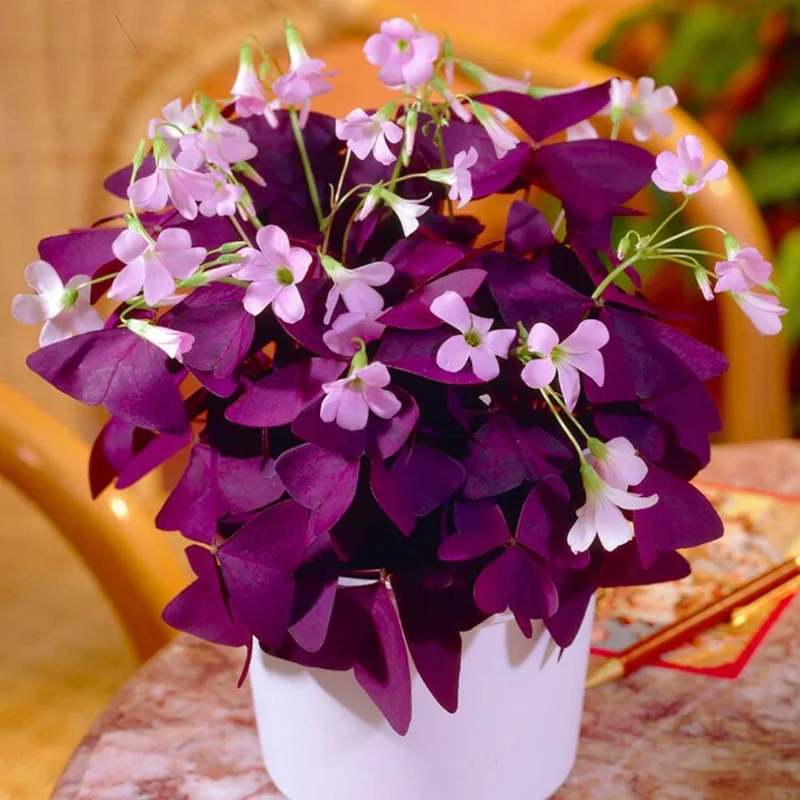 Set of 2 Purple Oxalis Live Plants, 4-7 Inch Dark Purple Shamrock, Indoor/Outdoor Set of 2 Purple Oxalis Live Plants, 4-7 Inch Dark Purple Shamrock, Indoor/Outdoor - Image 2
