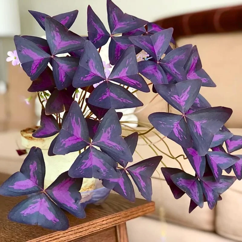 Set of 2 Purple Oxalis Live Plants, 4-7 Inch Dark Purple Shamrock, Indoor/Outdoor Set of 2 Purple Oxalis Live Plants, 4-7 Inch Dark Purple Shamrock, Indoor/Outdoor - Image 3