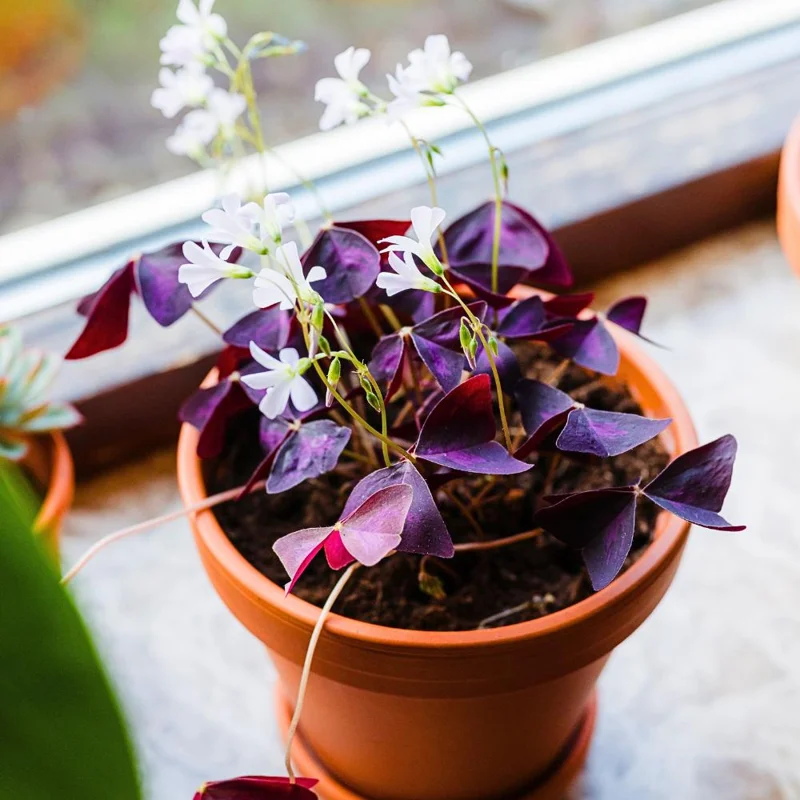 Set of 2 Purple Oxalis Live Plants, 4-7 Inch Dark Purple Shamrock, Indoor/Outdoor Set of 2 Purple Oxalis Live Plants, 4-7 Inch Dark Purple Shamrock, Indoor/Outdoor - Image 4